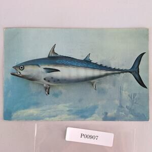 Bonito Game Fish Florida Gulf Stream Fishing 1950s Postcard Kodachrome 1956